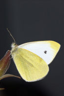 07-8139 Small White Butterfly (Artogeia rapae)